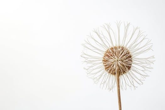 Single Dandelion on White Background photo