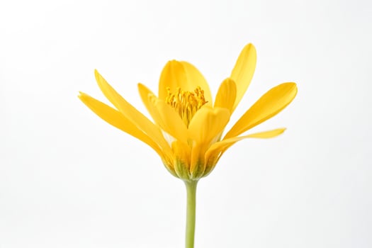 Close-up of a single yellow flower on a white background photo