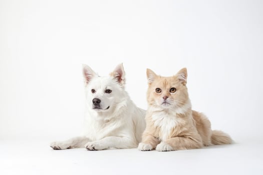 White Dog and Cream Cat Posing Together photo