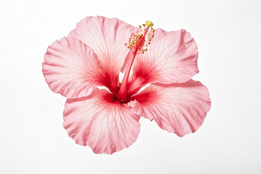 Close-up of a pink hibiscus flower on a white background photo