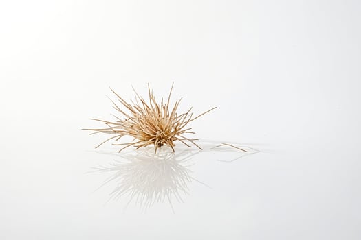 Single Dried Flower on White Background photo