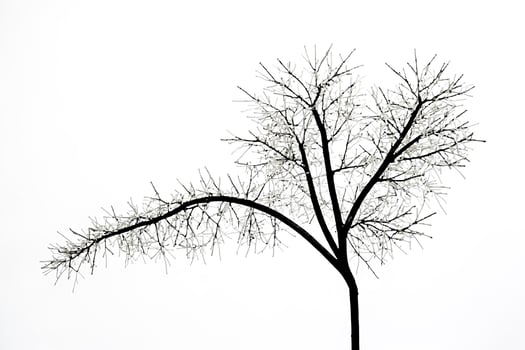 Silhouette of a bare tree with branches reaching up photo
