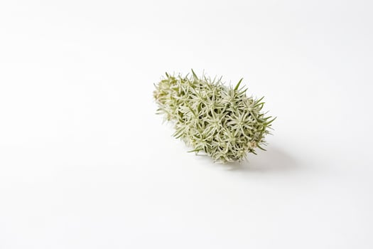 White Flower Cluster on White Background photo