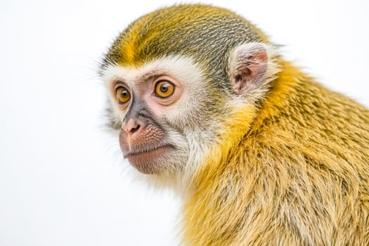 Portrait of a Capuchin Monkey photo