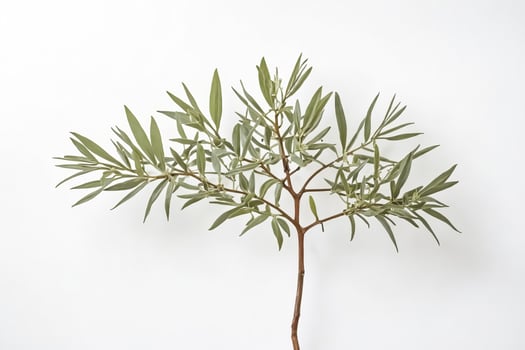 Green Branch with White Background photo