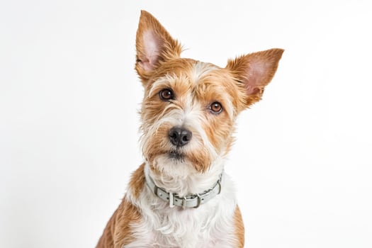 Cute Dog with White Collar Looking at the Camera photo