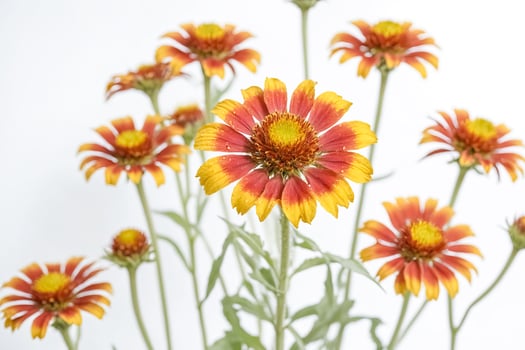 Orange and Yellow Wildflowers photo