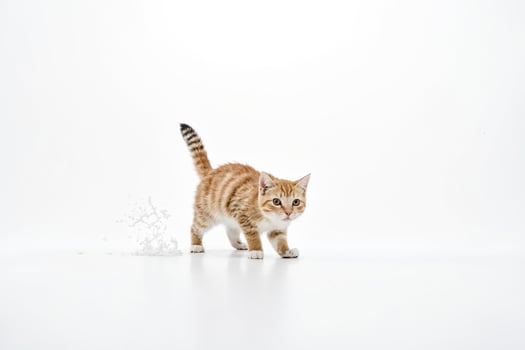 Ginger Kitten Walking on Water photo