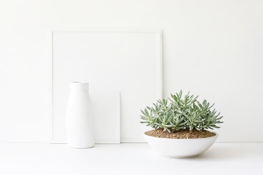 Minimalist White Interior with Succulent Plant photo