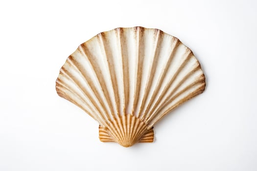 Single Scallop Shell on White Background photo