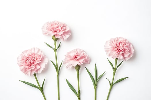 Pink Carnations on White Background photo