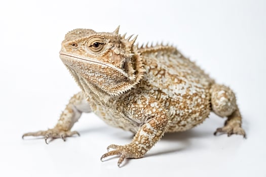 Close-up of a horned lizard on a white background photo