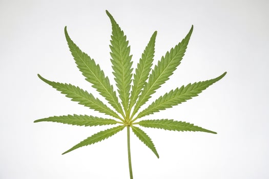 Cannabis Leaf on White Background photo