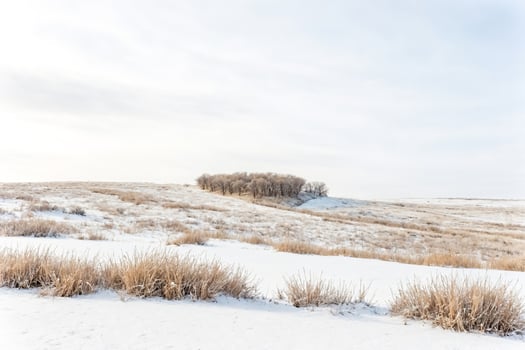 Winter Landscape with Frosted Grass and Trees in the Distance photo