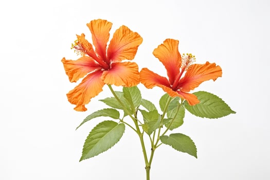 Two Orange Hibiscus Flowers on White Background photo