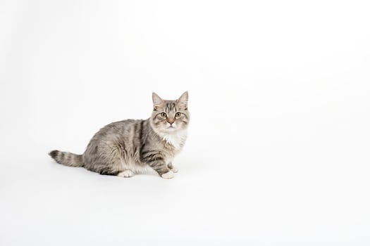 Grey Tabby Cat Sitting on White Background photo