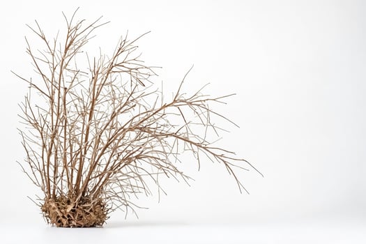 Dry Branch with White Background photo