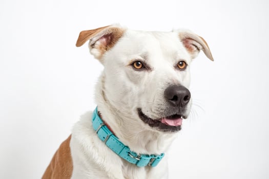 Portrait of a White Dog with Brown Ears photo