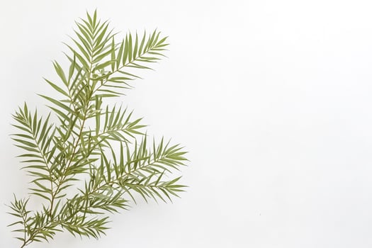 Green Palm Leaves on White Background photo