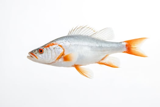 White Fish with Orange Fins Isolated on White Background photo