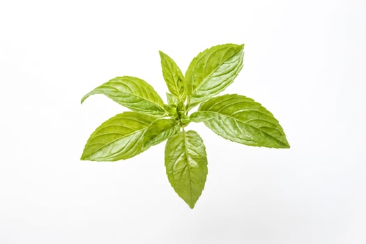 Fresh Green Basil Plant Isolated on White Background photo