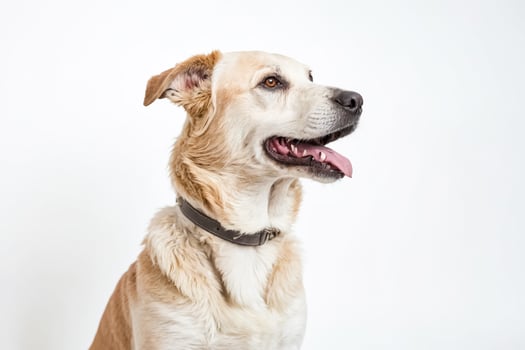 Adorable Dog with Tongue Out photo
