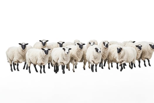 Flock of Sheep Isolated on White photo