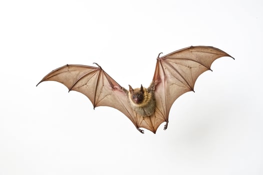 Flying bat on a white background photo