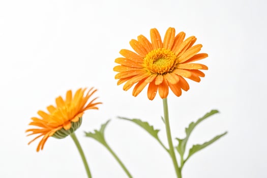 Orange Gerbera Daisy on White Background photo