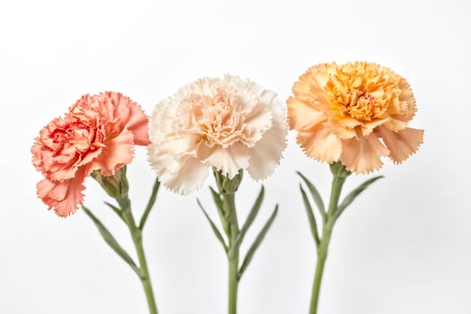 Three carnations in shades of pink, white, and yellow photo