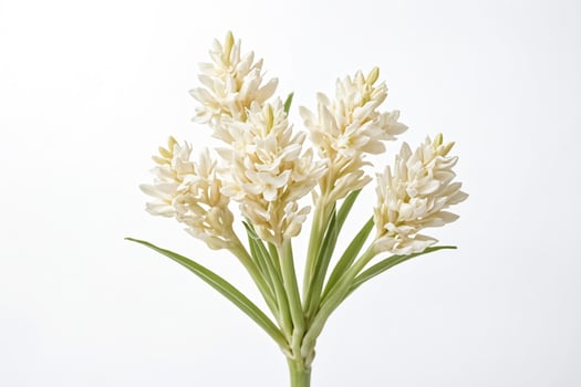 White Hyacinth Flowers on White Background photo