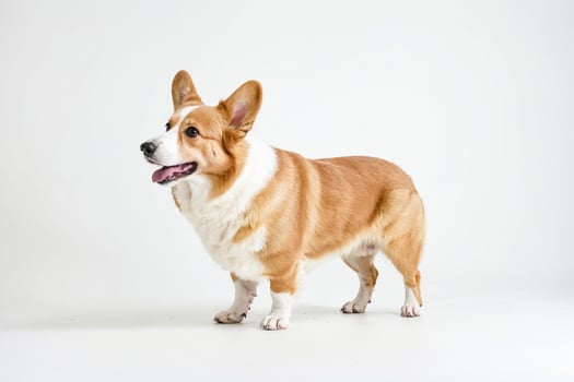 Cute Pembroke Welsh Corgi Standing on White Background photo