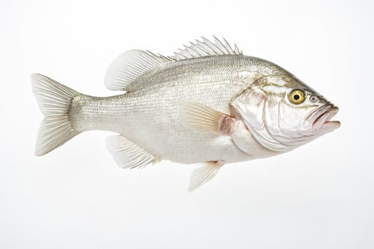 White Perch Fish Isolated on White Background photo