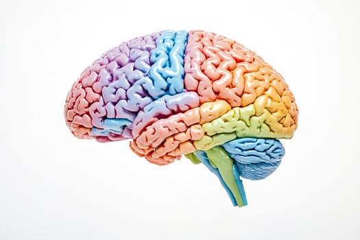 Colorful Human Brain Model Isolated on White Background photo