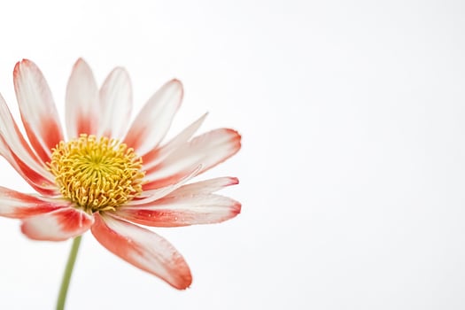 Close Up of Pink Flower on White Background photo