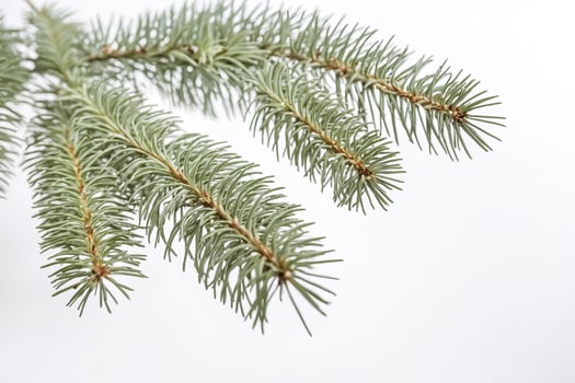 Close-up of Pine Needles Against a White Background photo