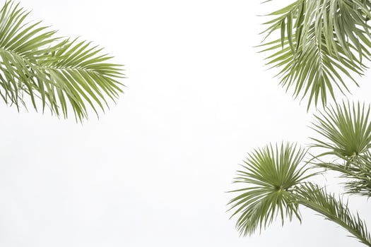 Palm leaves against a white sky photo