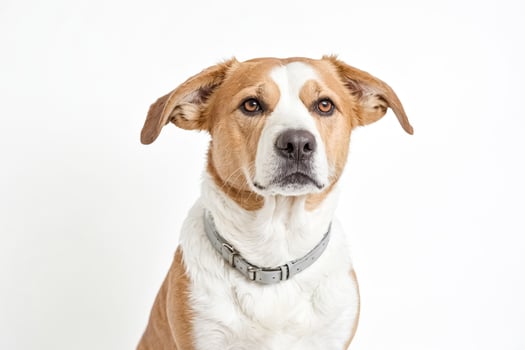 Close-up of a Brown and White Dog with a Grey Collar photo