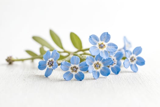 Blue Forget-Me-Nots on a White Background photo