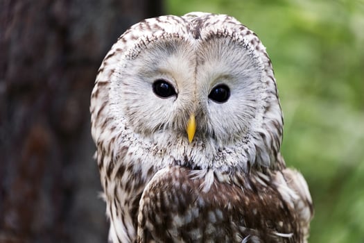 Ural owl on a log in summer forest Strix uralensis photo