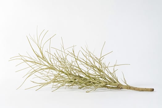 Dried Branch with Twigs on White Background photo