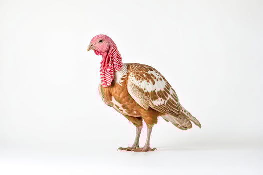 Turkey on White Background photo
