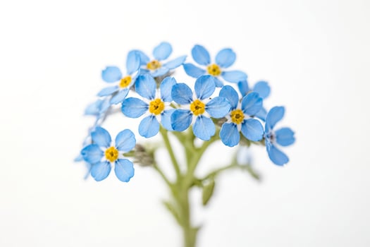Forget-me-nots in Bloom photo