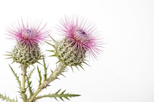 Closeup of Pink Thistle Flowers with White Background photo