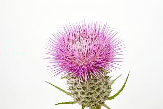 Pink Thistle Flower with Spiky Green Stem photo