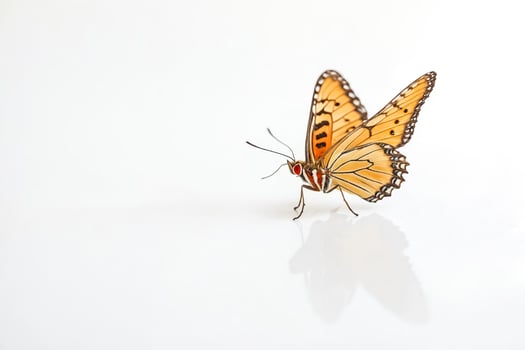 Orange butterfly on white background photo