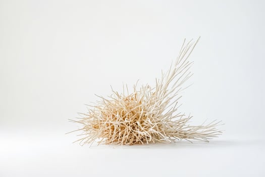 Dried Grass Arrangement on White Background photo