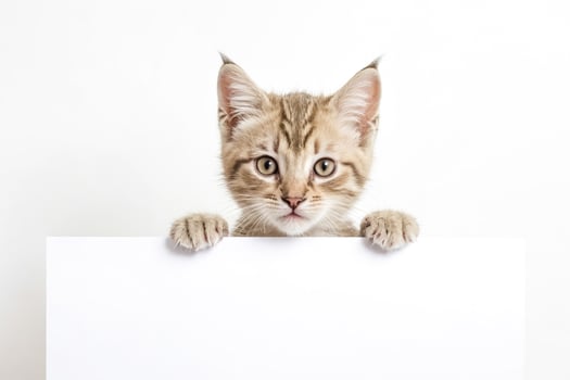 Cute Kitten Peeking Over a White Surface photo