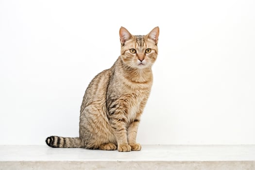 Adorable Cat Sitting on White Surface photo