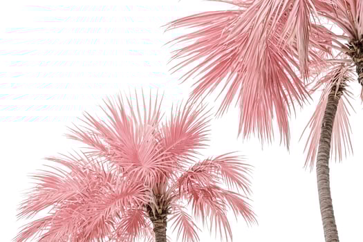 Pink Palm Trees Isolated on White Background photo